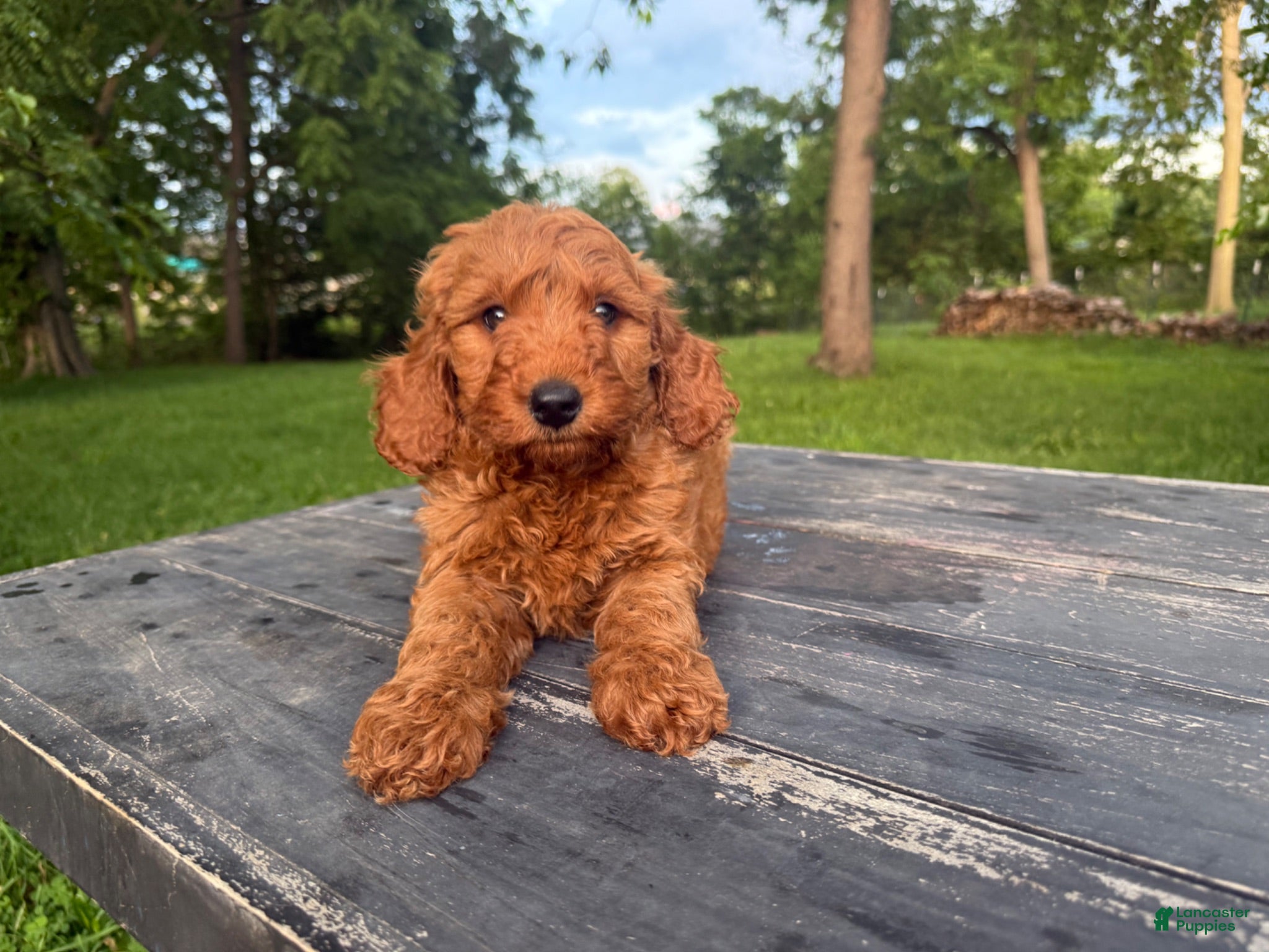 Mini Goldendoodle dogs Mini Goldendoodle 1 - Ad 37