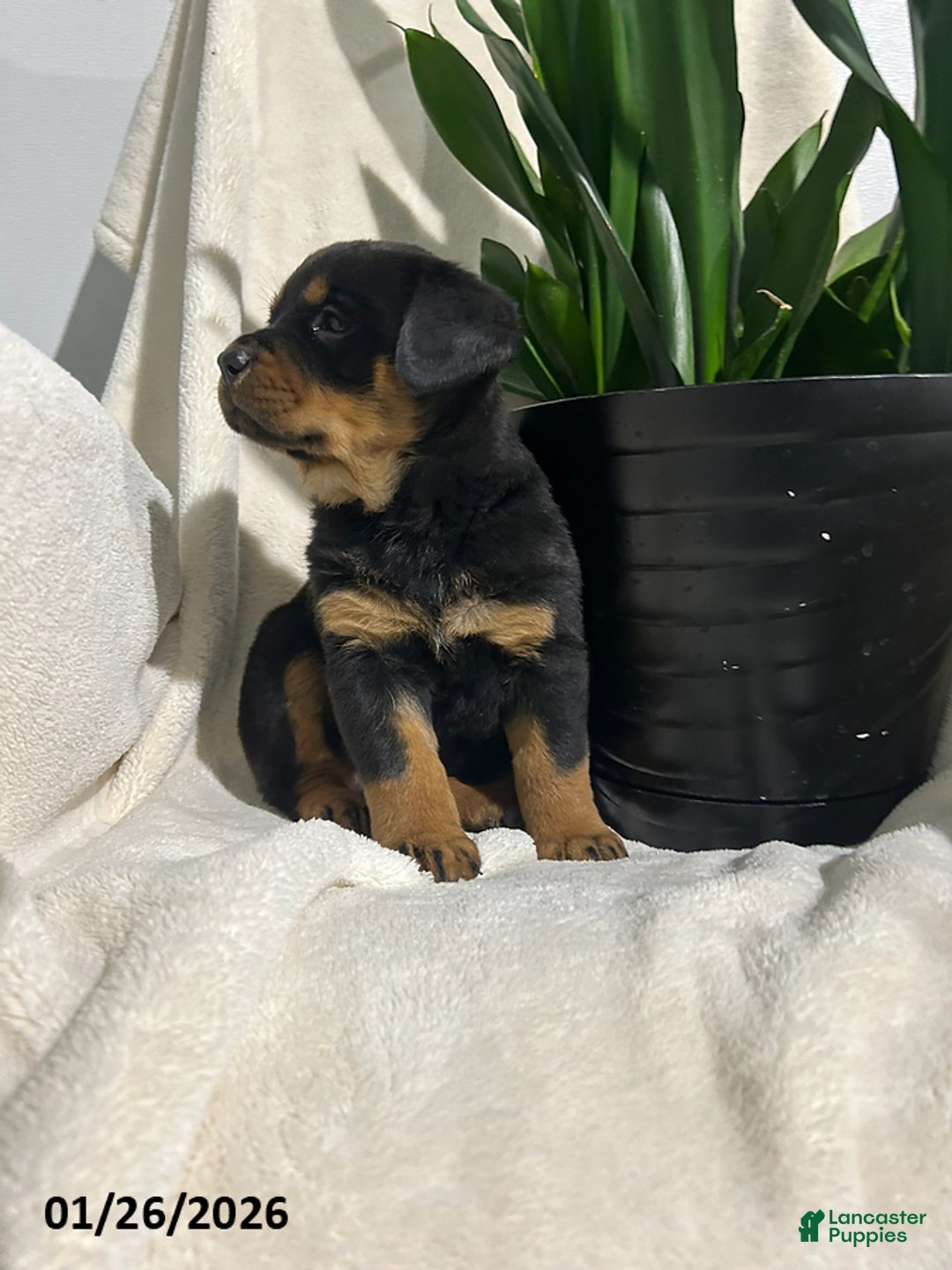 Rottweiler dogs for sale: Bailey - Ad 6