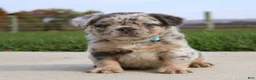 French Bulldog dogs for sale: Boe - Ad 5