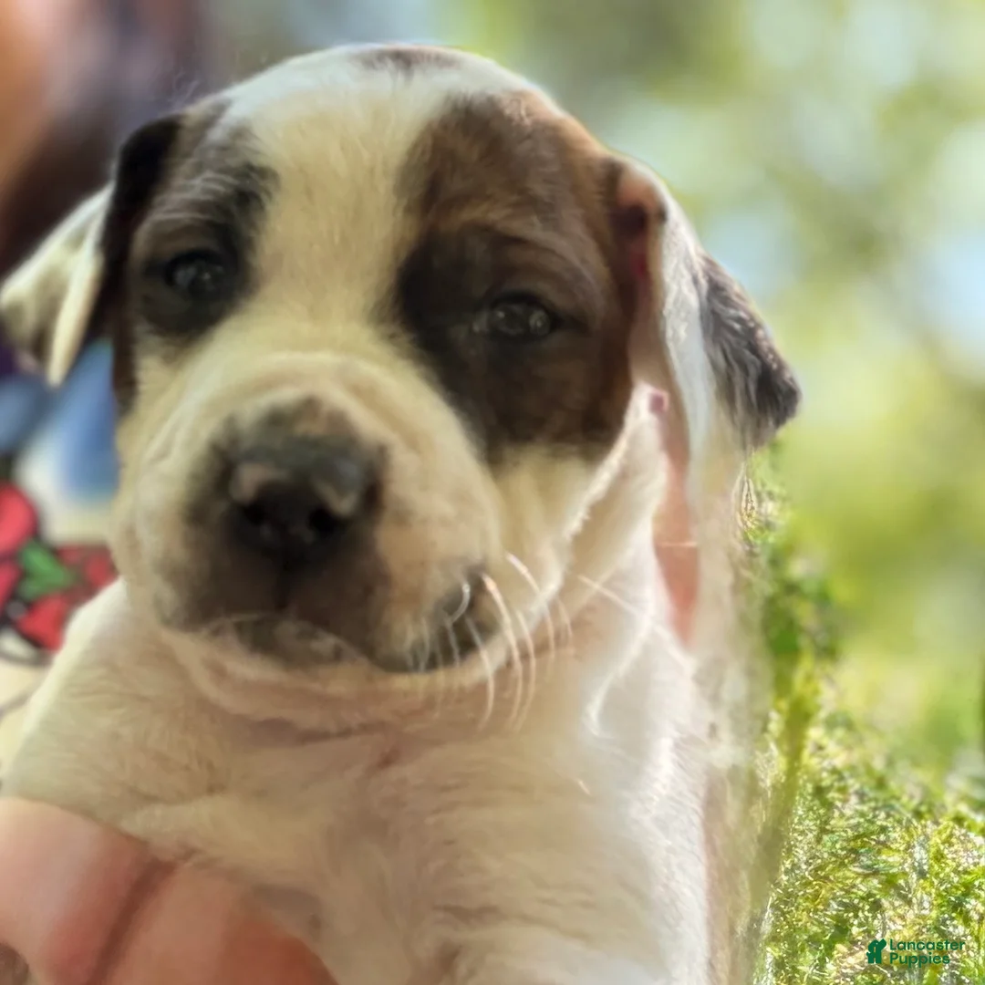 Mixed Breed dogs for sale: Patches  - Ad 2