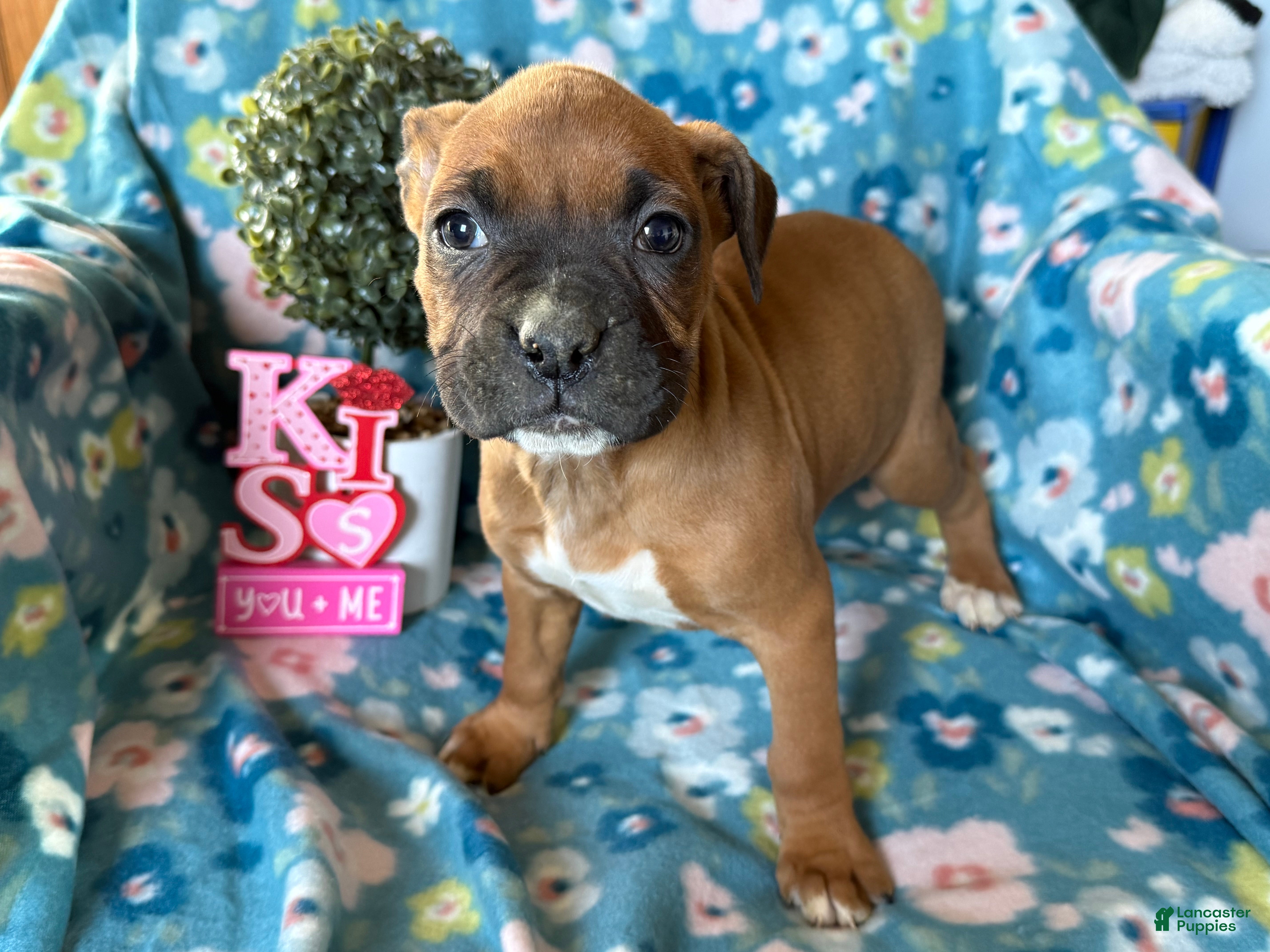 Boxer dogs Daisy  - Ad 2