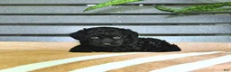 Miniature Poodle dogs for sale: Carissa - Ad 8