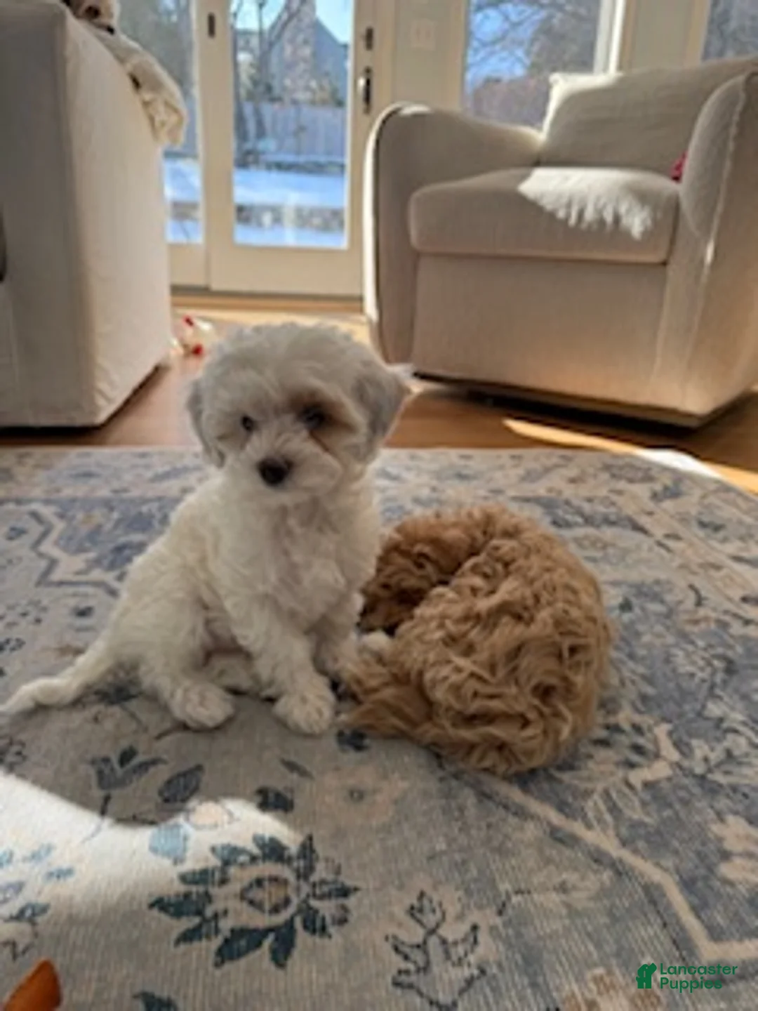 Maltipoo dogs for sale: Missy - Ad 4