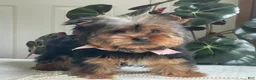 Yorkshire Terrier dogs for sale: Felicity - Ad 11