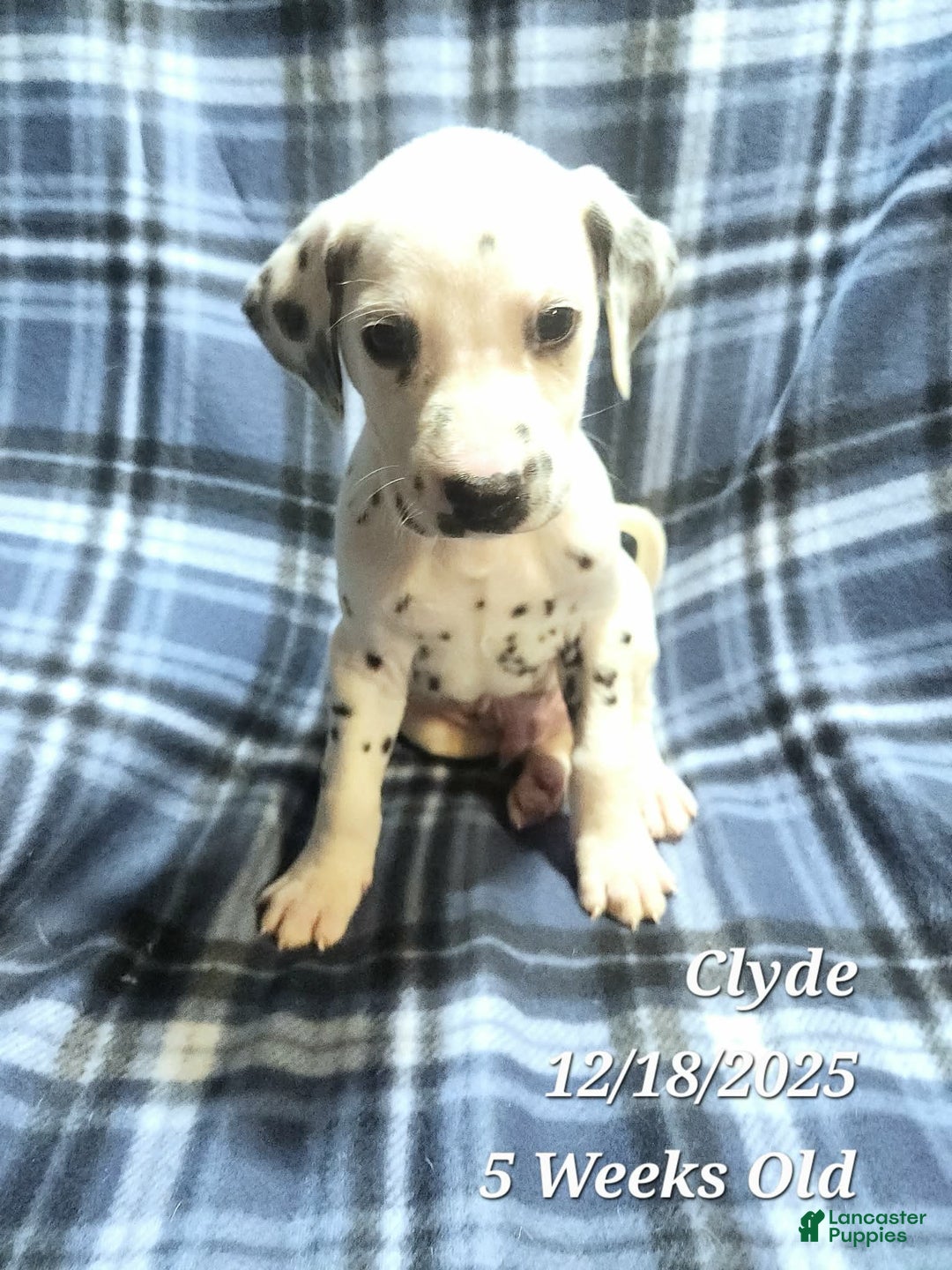 Dalmatian dogs for sale: Clyde - Ad 2