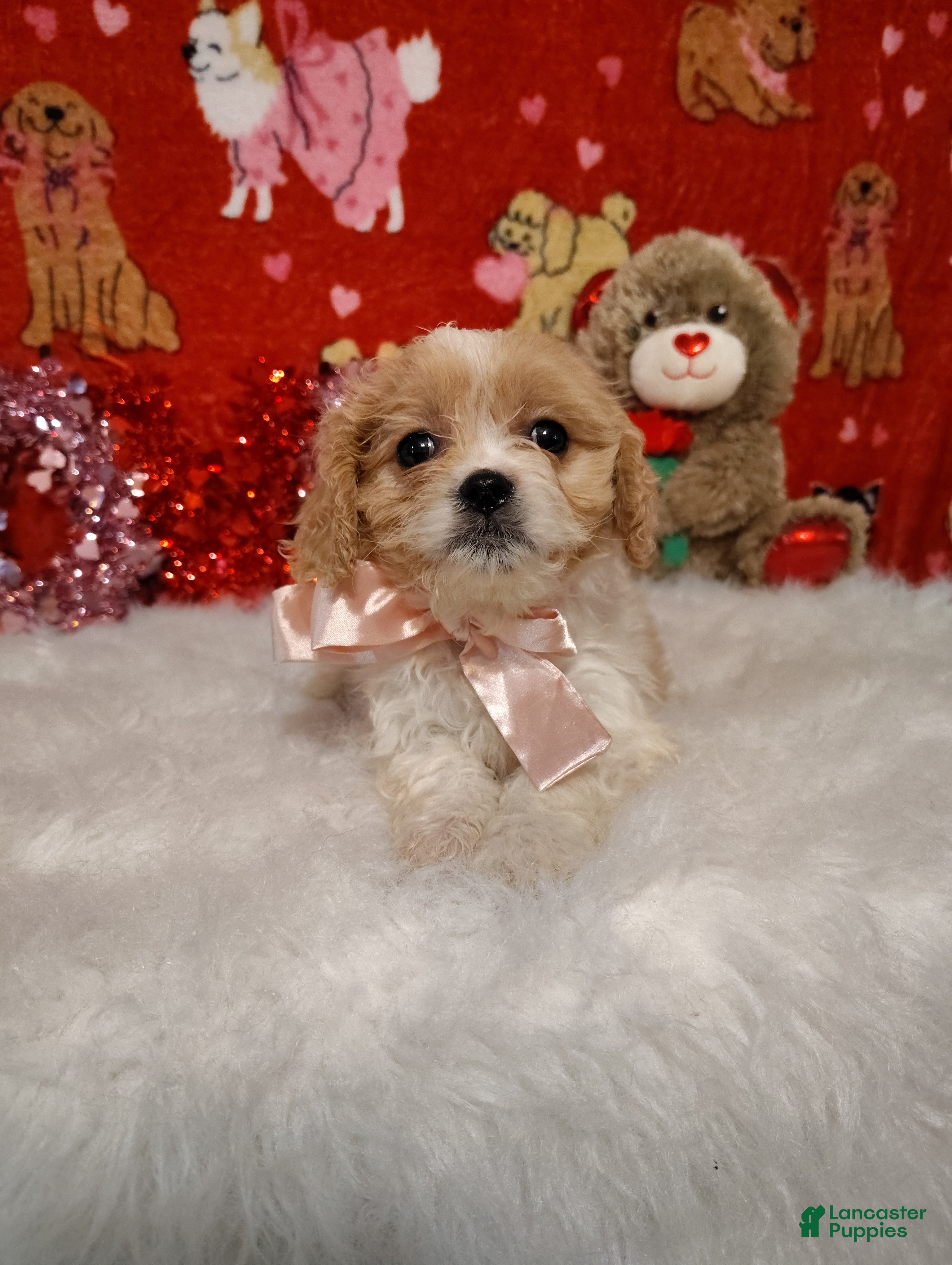 Cavapoo dogs Stella - Ad 25