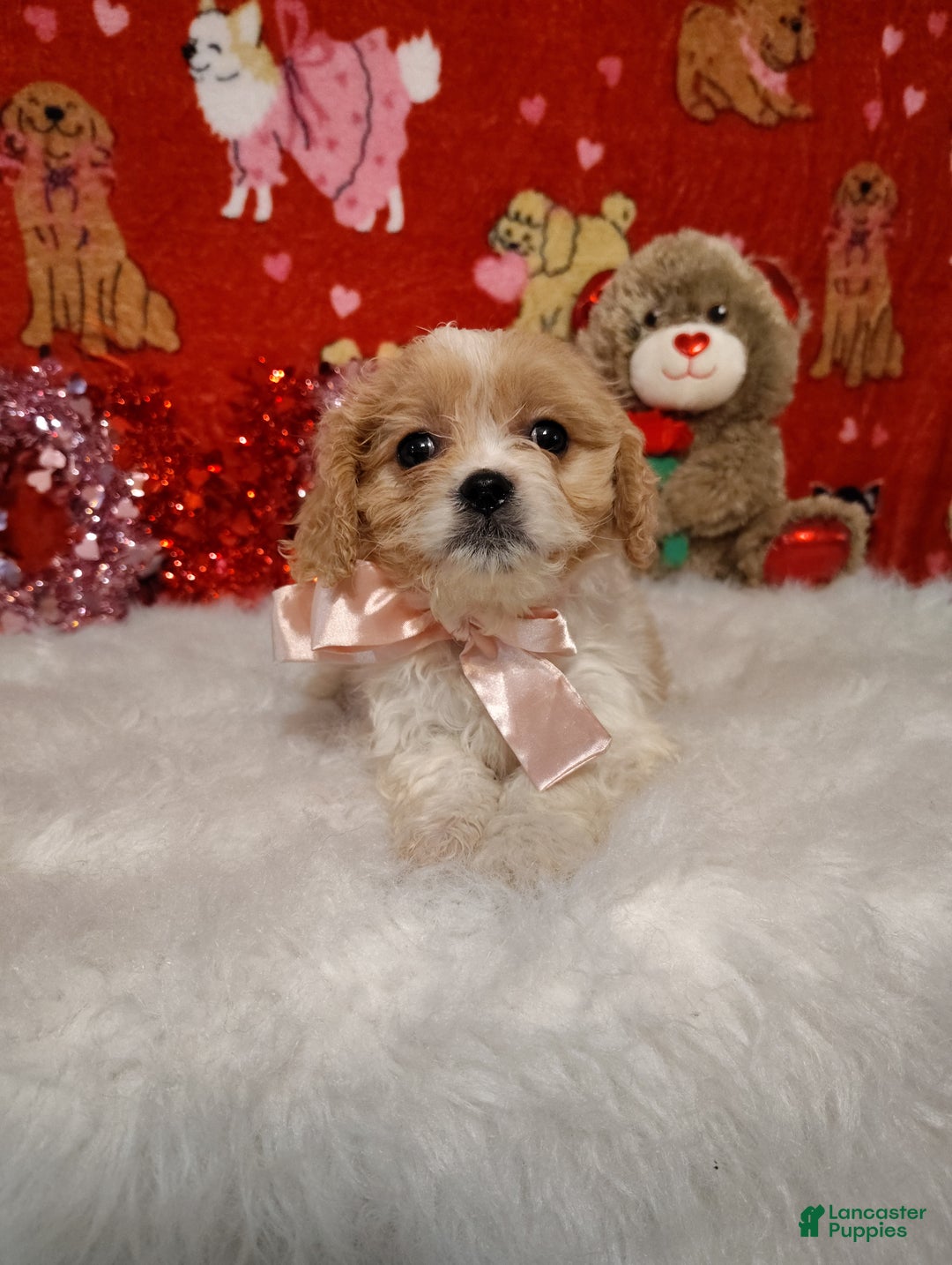 Cavapoo dogs for sale: Stella - Ad 1