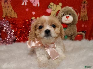 Cavapoo dogs Stella - Ad 25