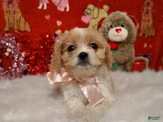 Cavapoo dogs Stella - Ad 27