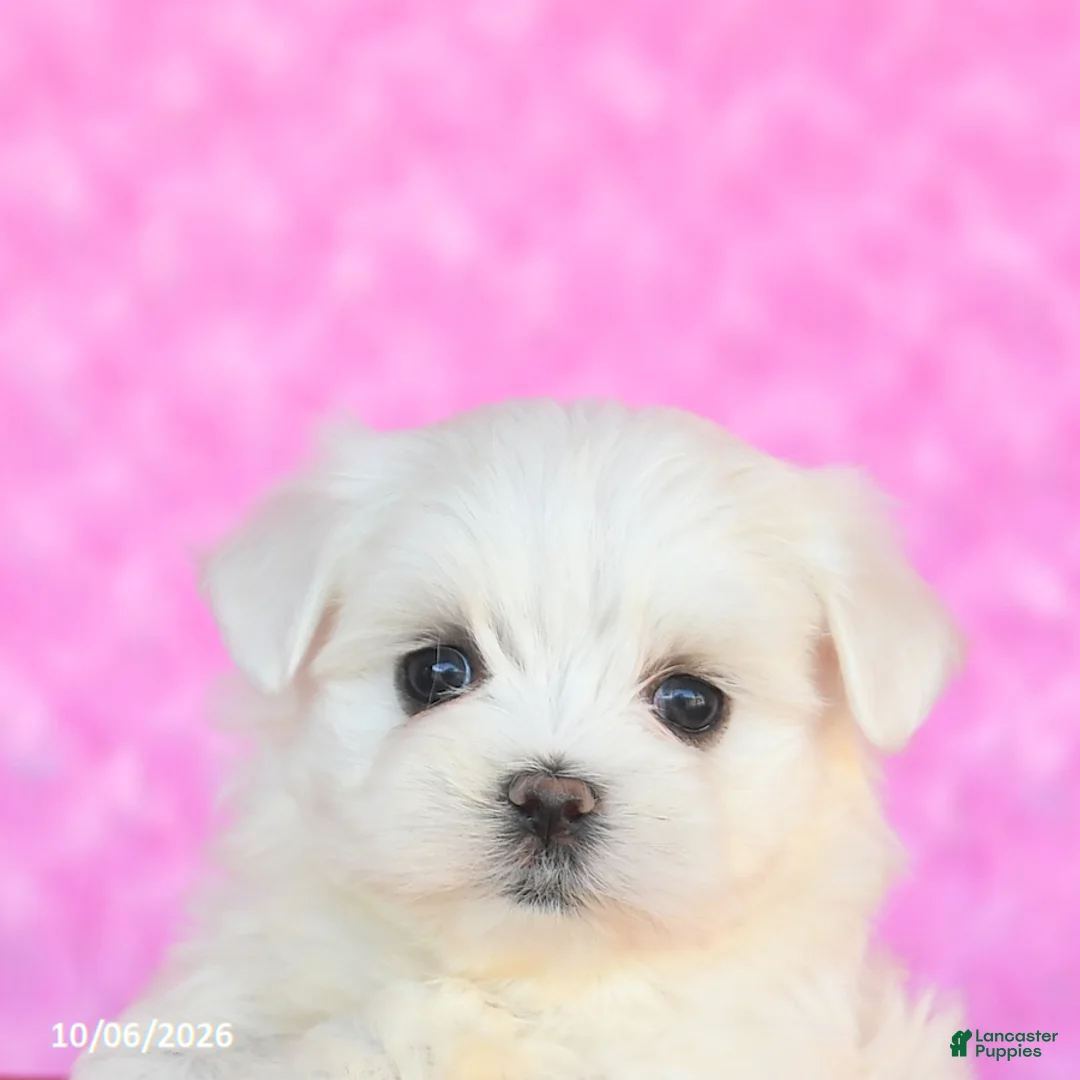 Maltese dogs for sale: Pluto - Ad 5