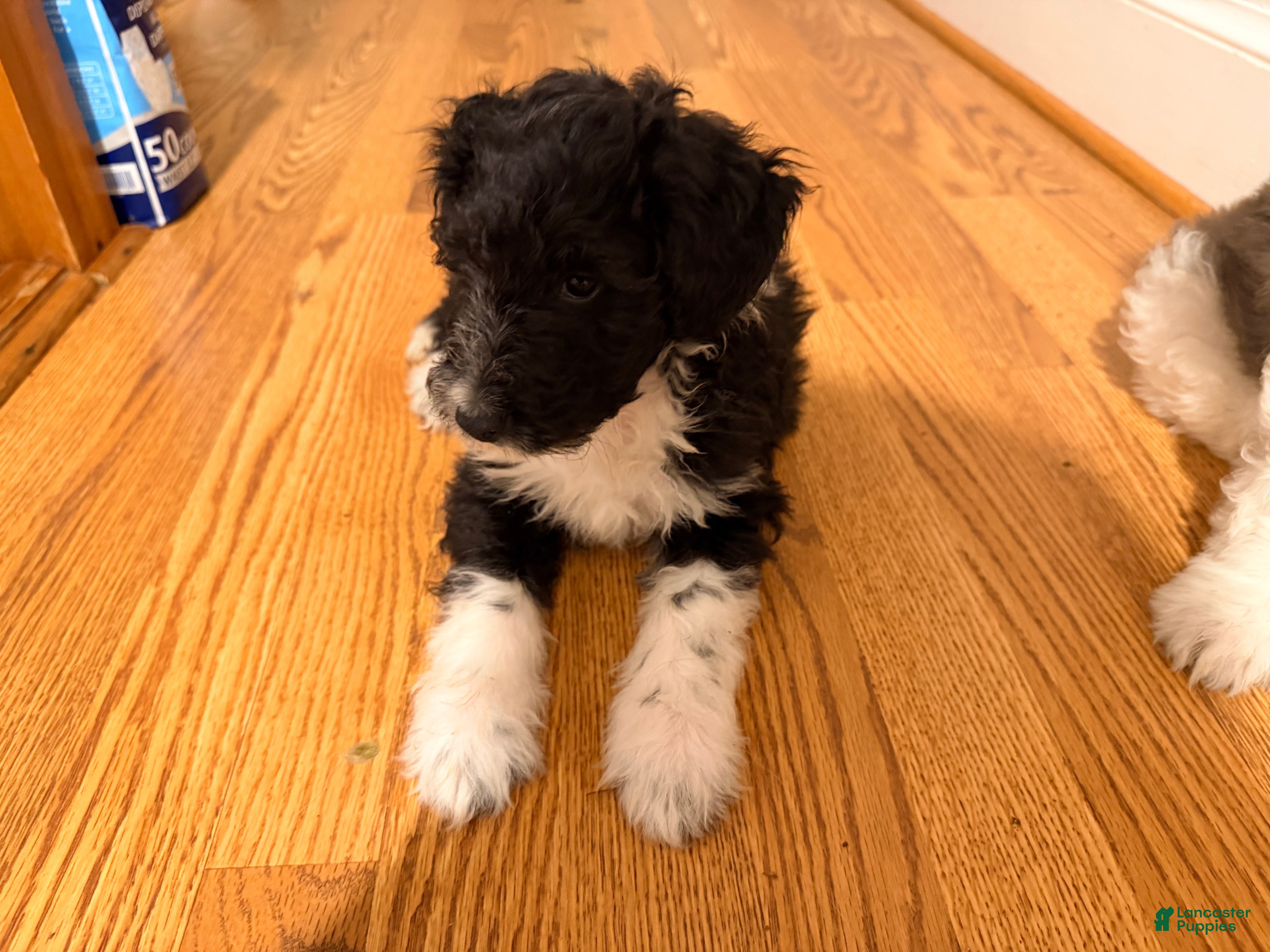 Sheltiedoodle dogs for sale: Shadow - Ad 4