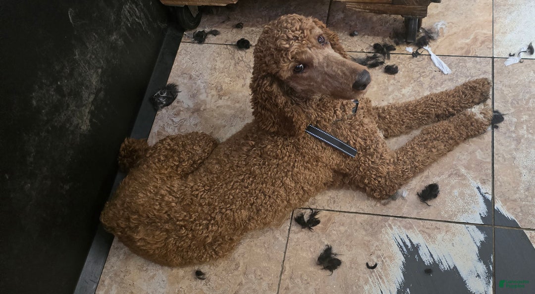 Standard Poodle dogs for sale: Hunter - Ad 7
