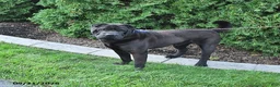 Shar Pei dogs for sale: Duke - Ad 2