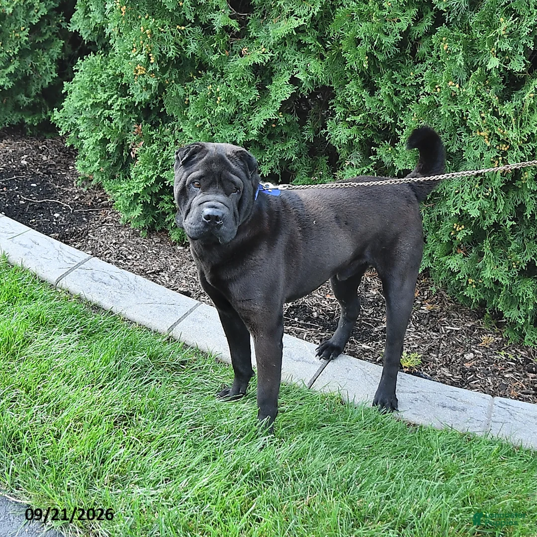 Shar Pei dogs for sale: Duke - Ad 2