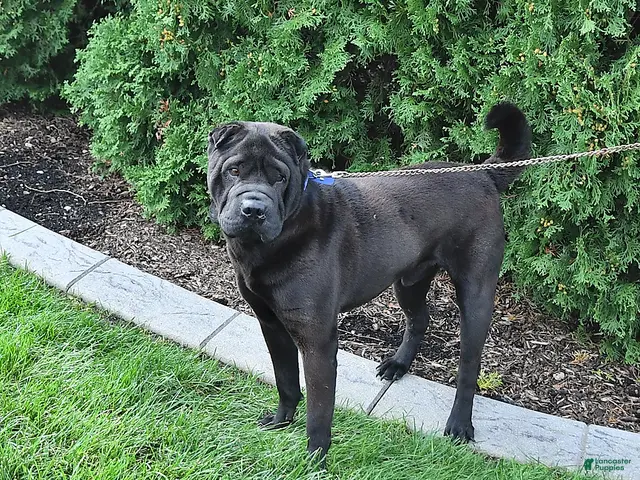 Shar Pei dogs for sale: Duke - Ad 2