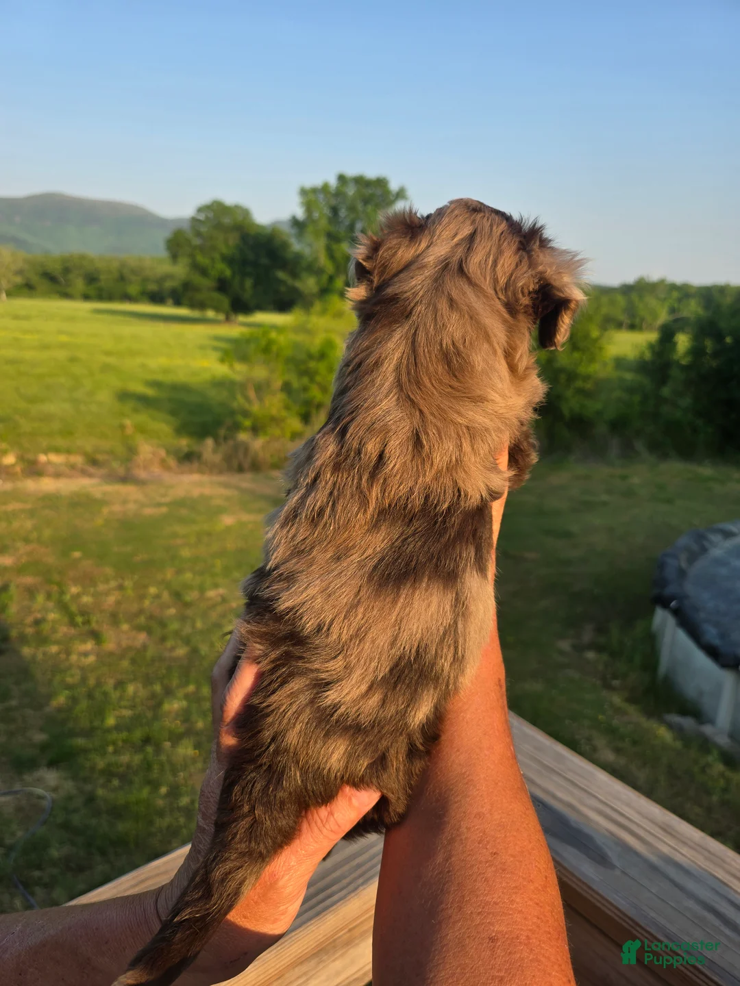 Mini Aussiedoodle dogs for sale: Junie - Ad 2