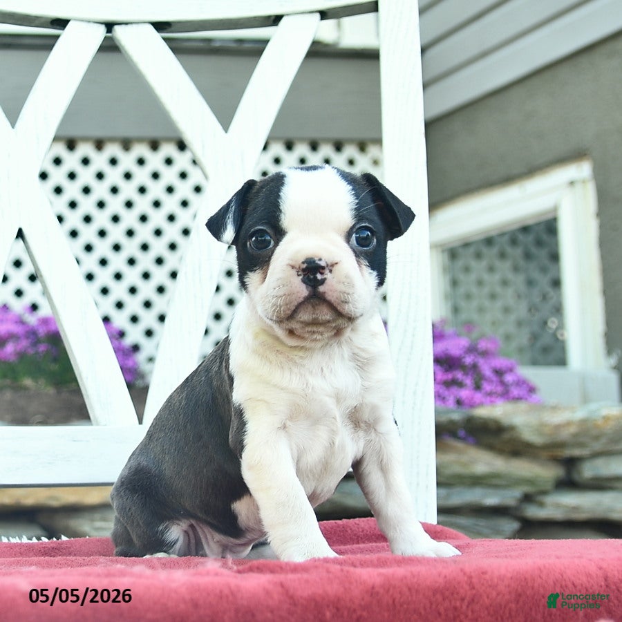 Boston Terrier dogs for sale: Penny  - Ad 2