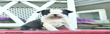 Penny 