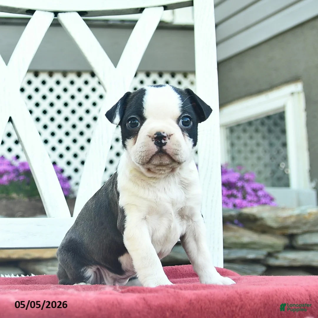 Boston Terrier dogs for sale: Penny  - Ad 1