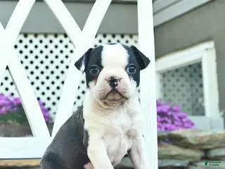 Boston Terrier dogs for sale: Penny - Ad 2