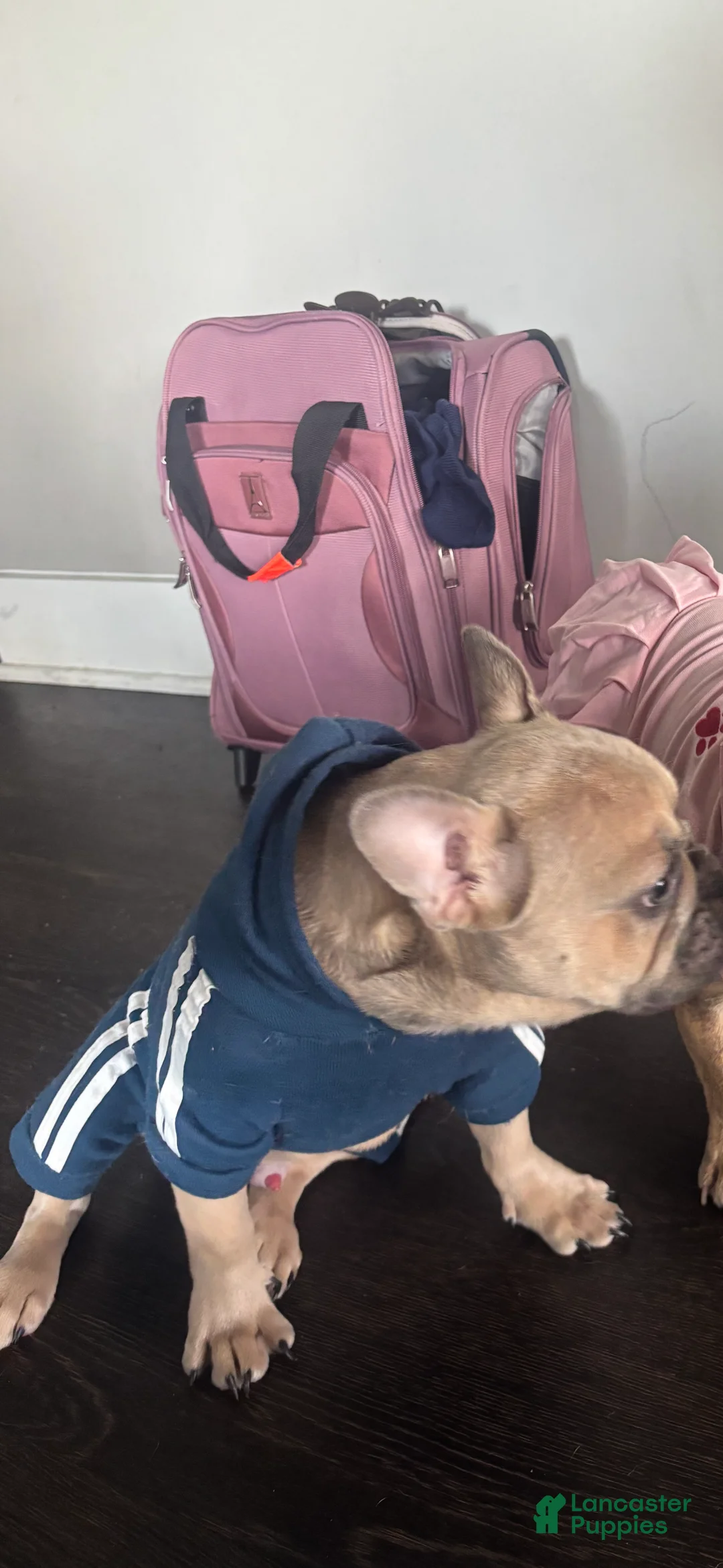 French Bulldog dogs for sale: Steele  - Ad 2
