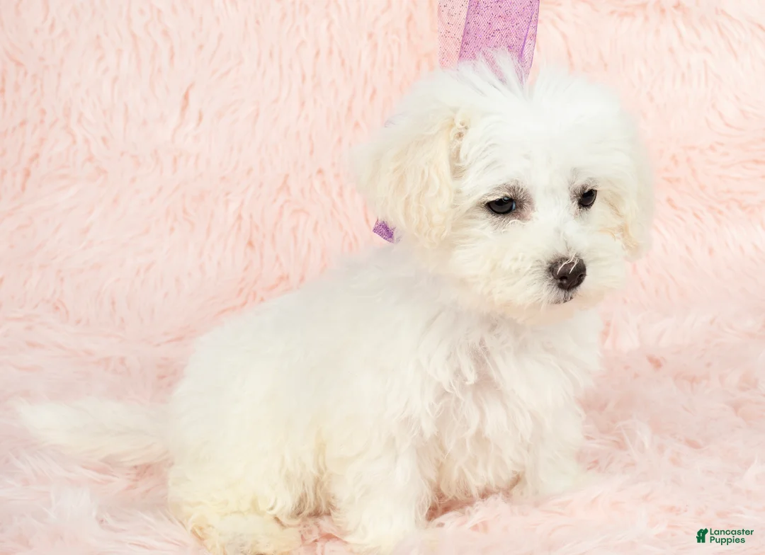 Maltipoo dogs for sale: Mozart - Ad 29