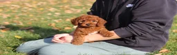 Cavapoo dogs for sale: Pearl - Ad 15