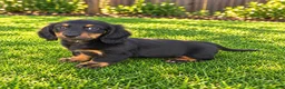 Miniature Dachshund dogs for sale: Benson - Ad 7