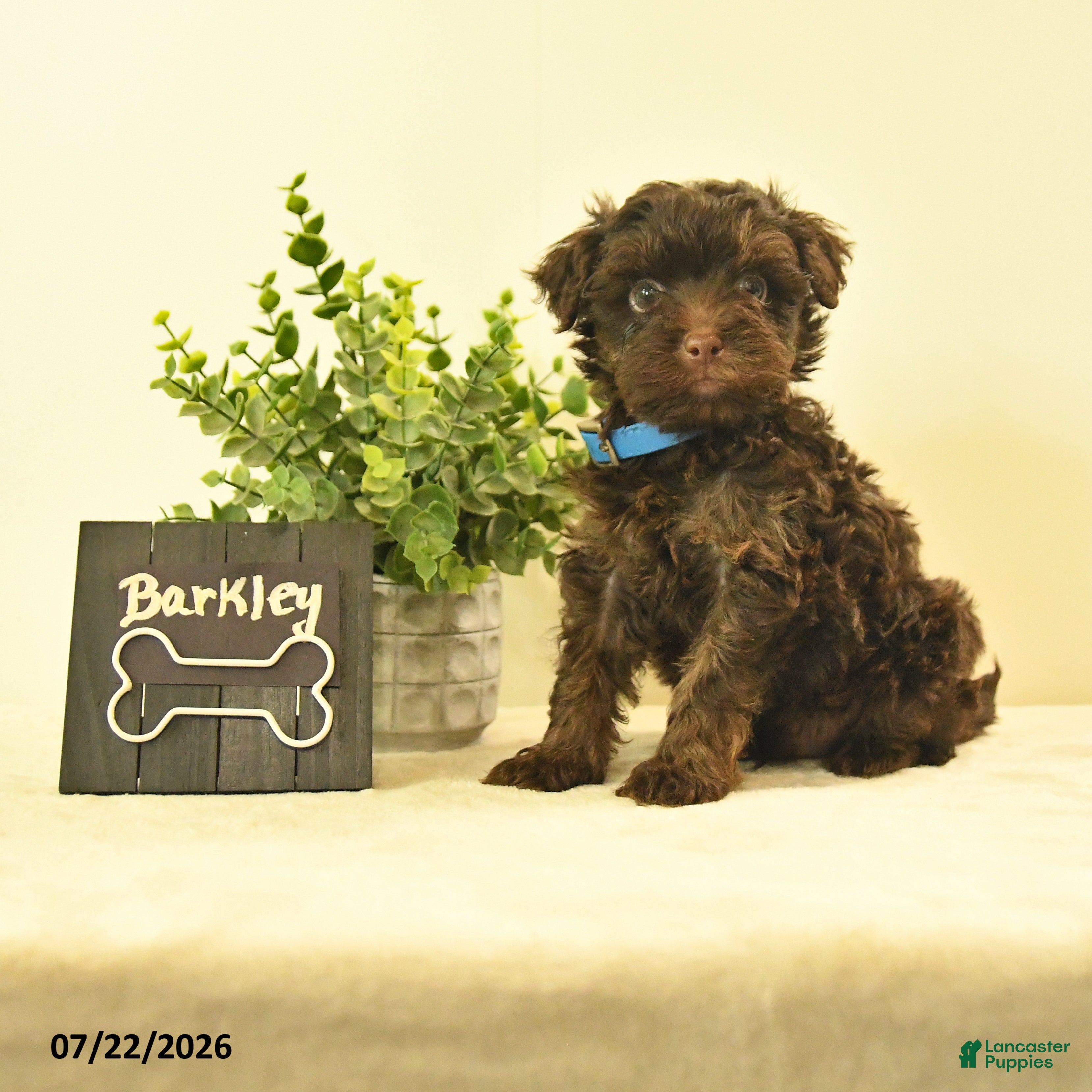 Havapoo dogs Barkley - Ad 1
