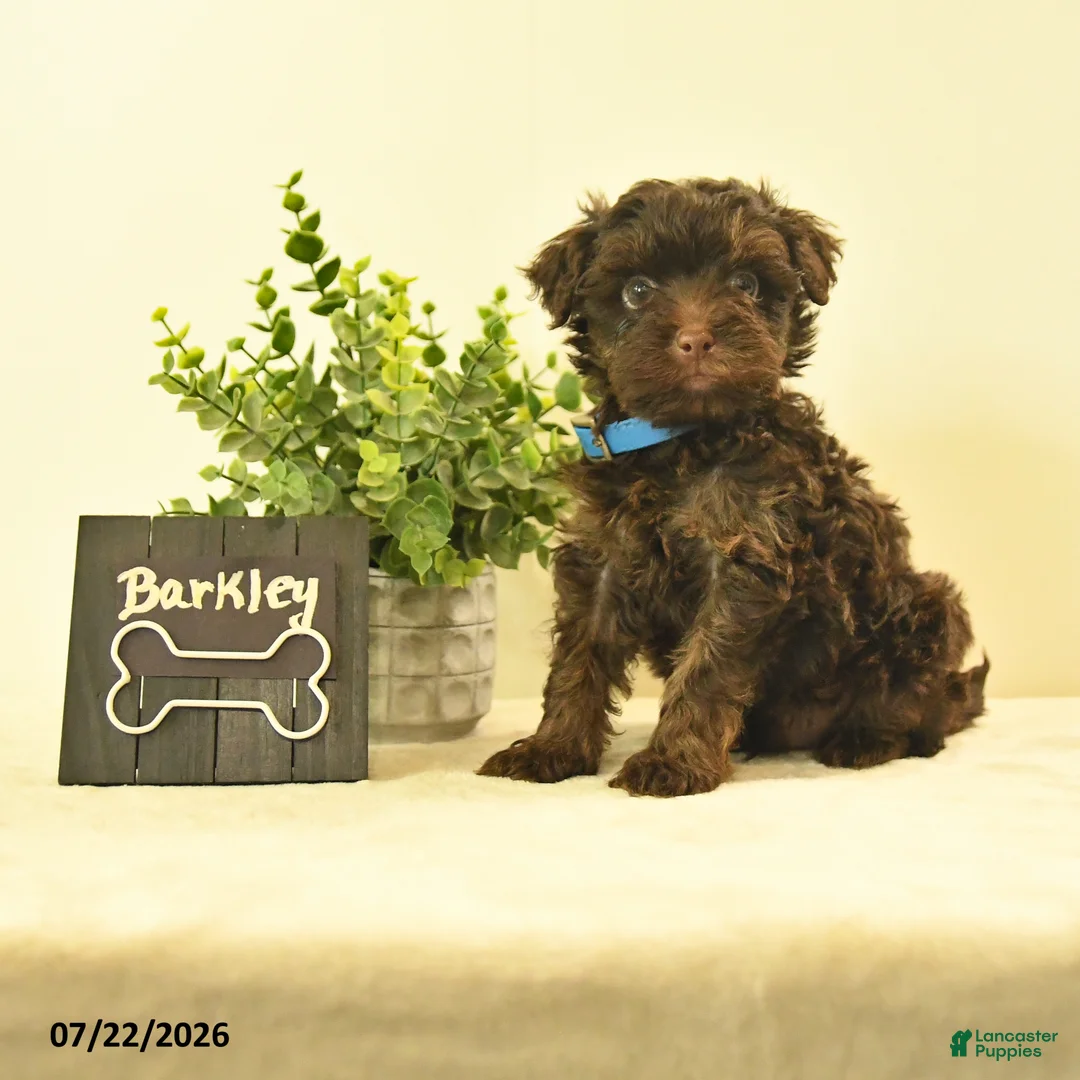 Havapoo dogs for sale: Barkley - Ad 1