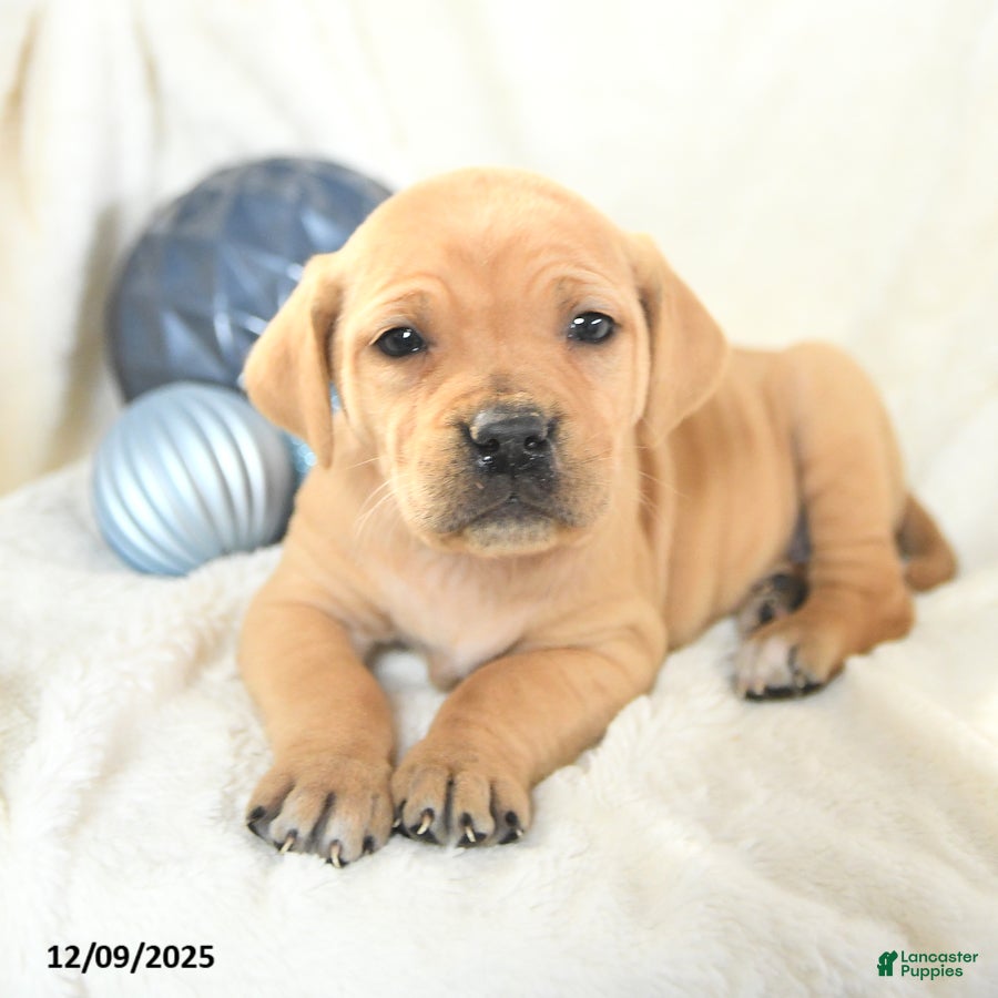 Mixed Breed dogs Missy - Ad 9