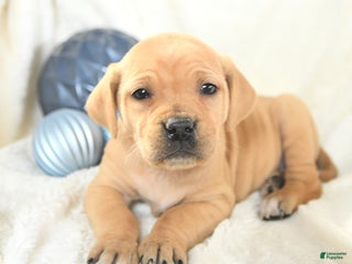 Mixed Breed dogs Missy - Ad 11