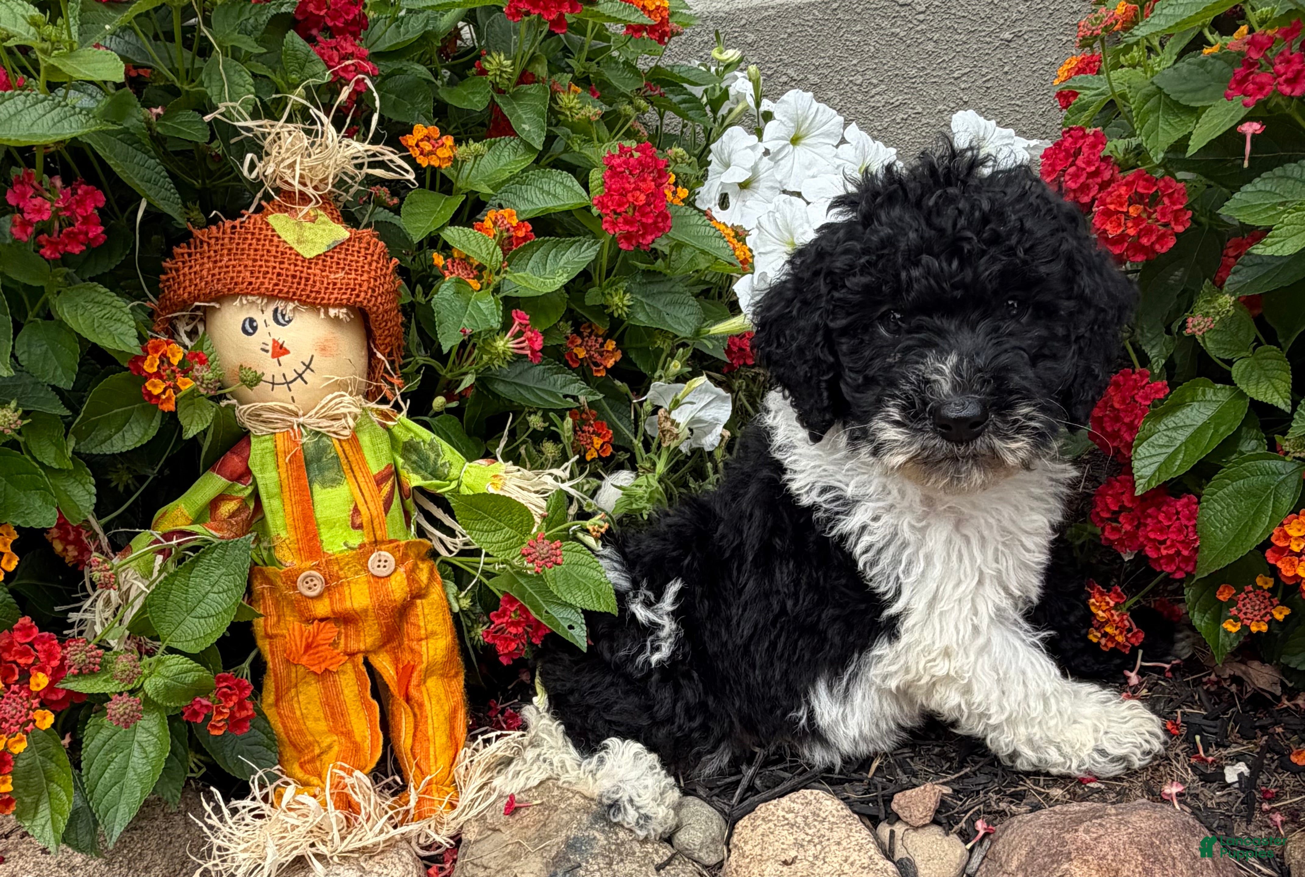 Miniature Poodle dogs Sam - Ad 1