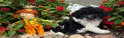 Miniature Poodle dogs for sale: Sam - Ad 1