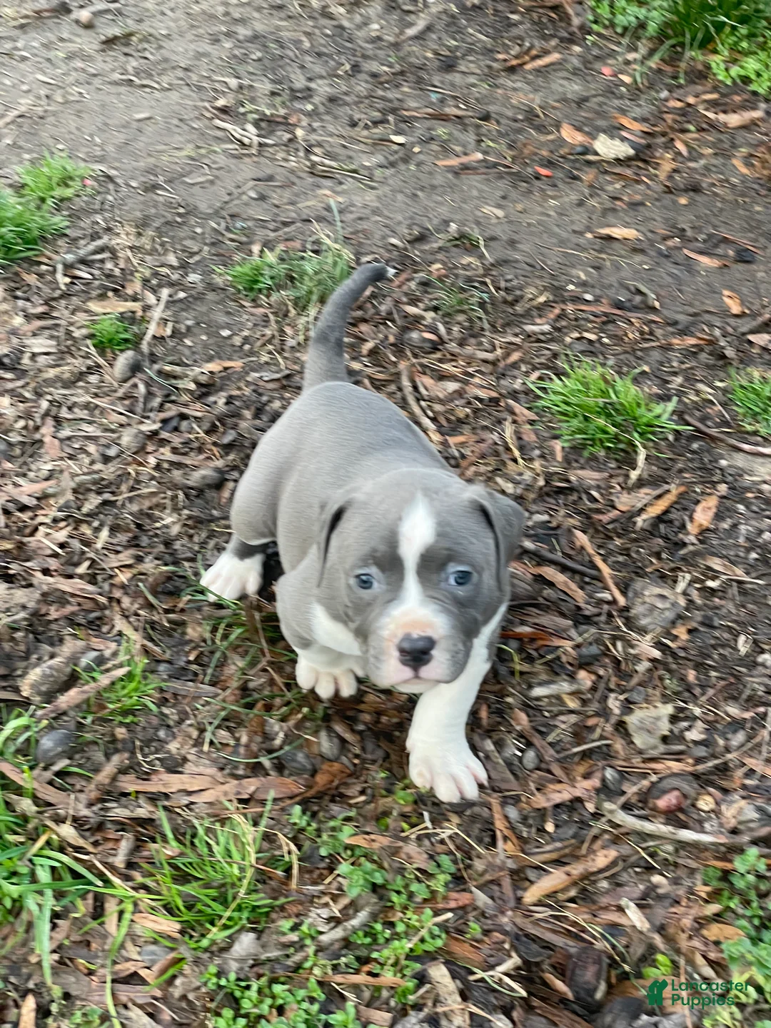 American Pit Bull Terrier dogs for sale: Thor - Ad 1