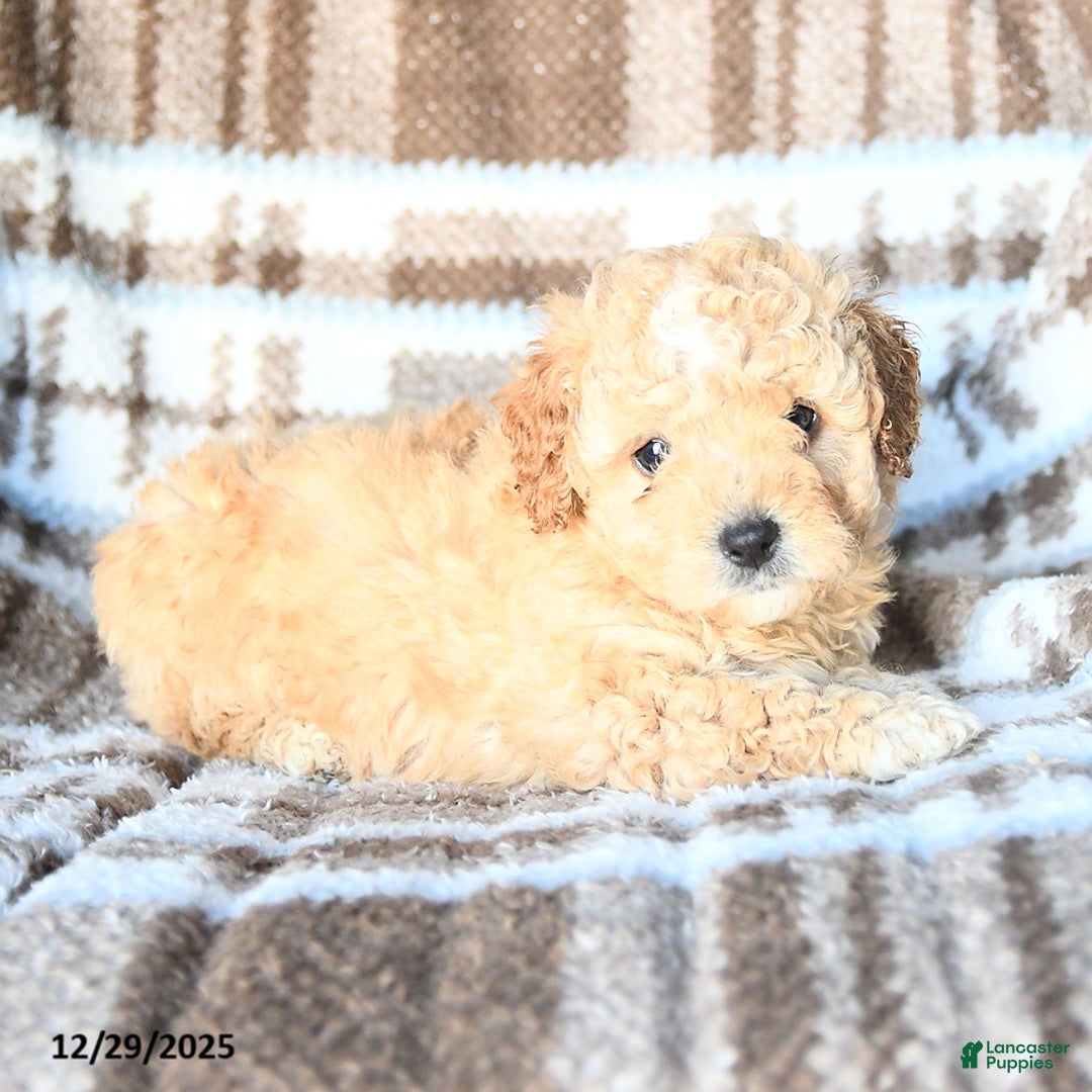 Miniature Poodle dogs for sale: Lexi  - Ad 2