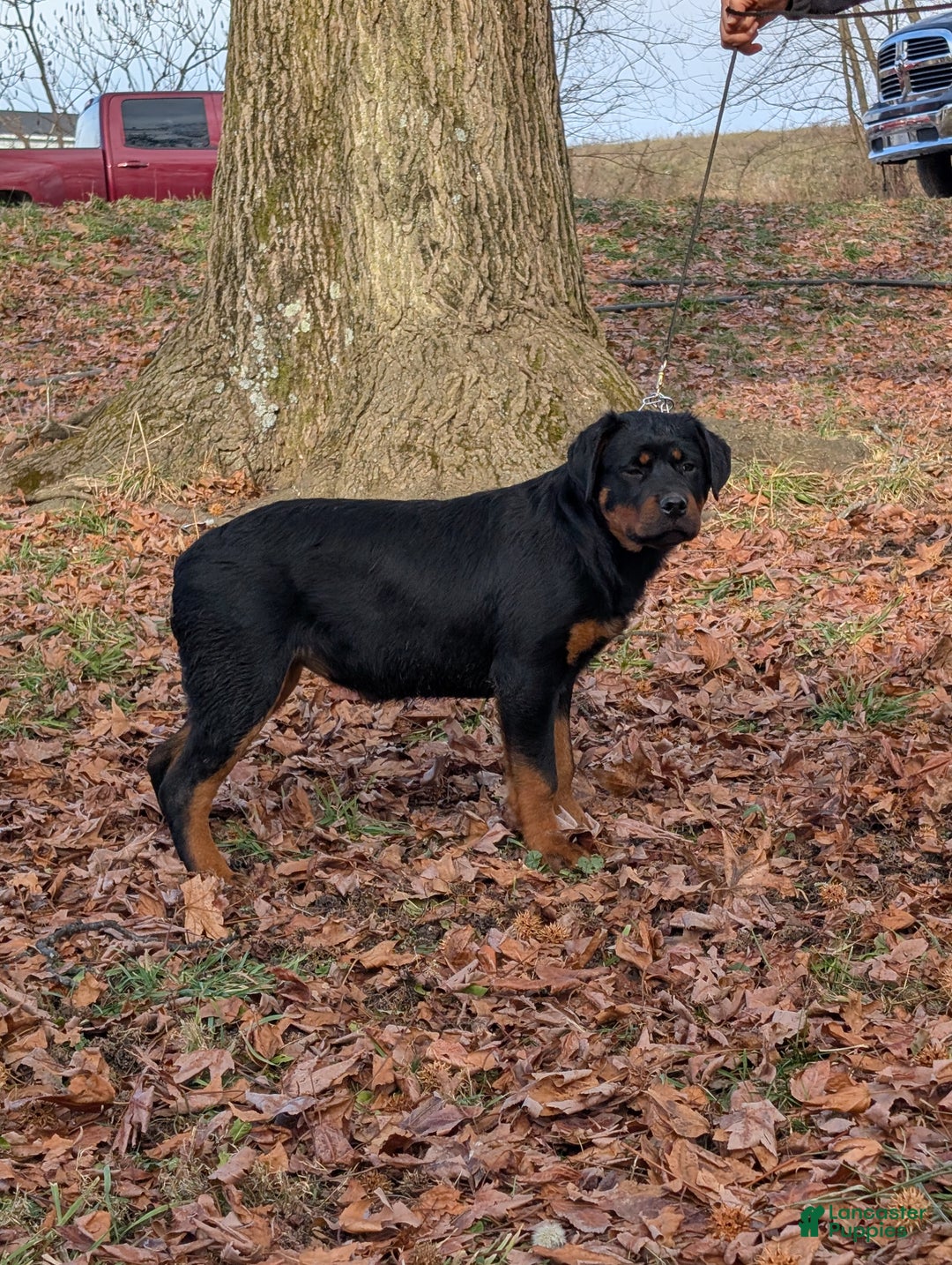 Rottweiler dogs for sale: Olive  - Ad 3