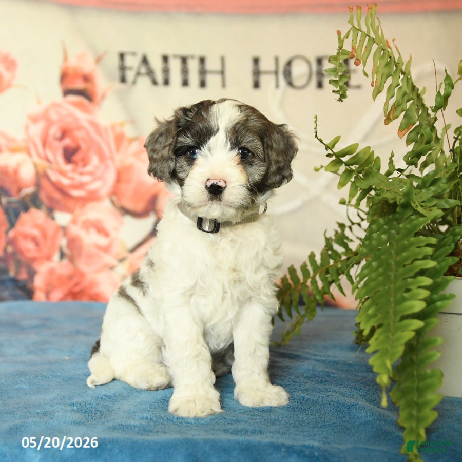 Cavapoo dogs Monty - Ad 1