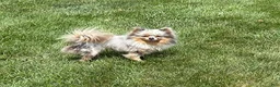 Pomeranian dogs for sale: Elsa - Ad 4
