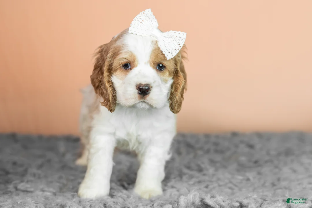 Cocker Spaniel dogs for sale: Grace - Ad 4