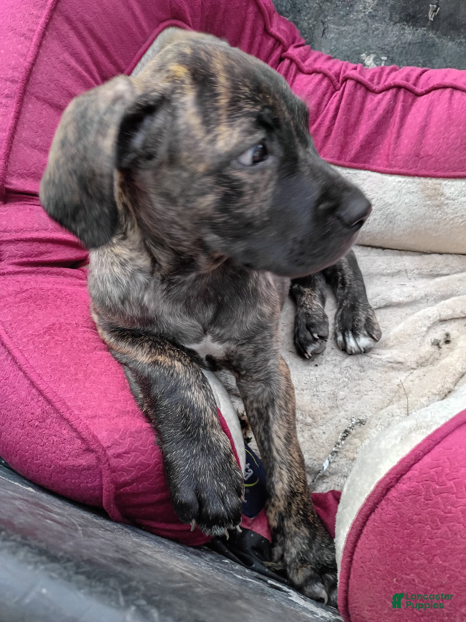 Cane Corso dogs Cane Corso Puppy 3 - Ad 11