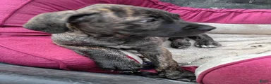 Cane Corso Puppy 3