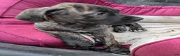 Cane Corso dogs for sale: Cane Corso Puppy 3 - Ad 1