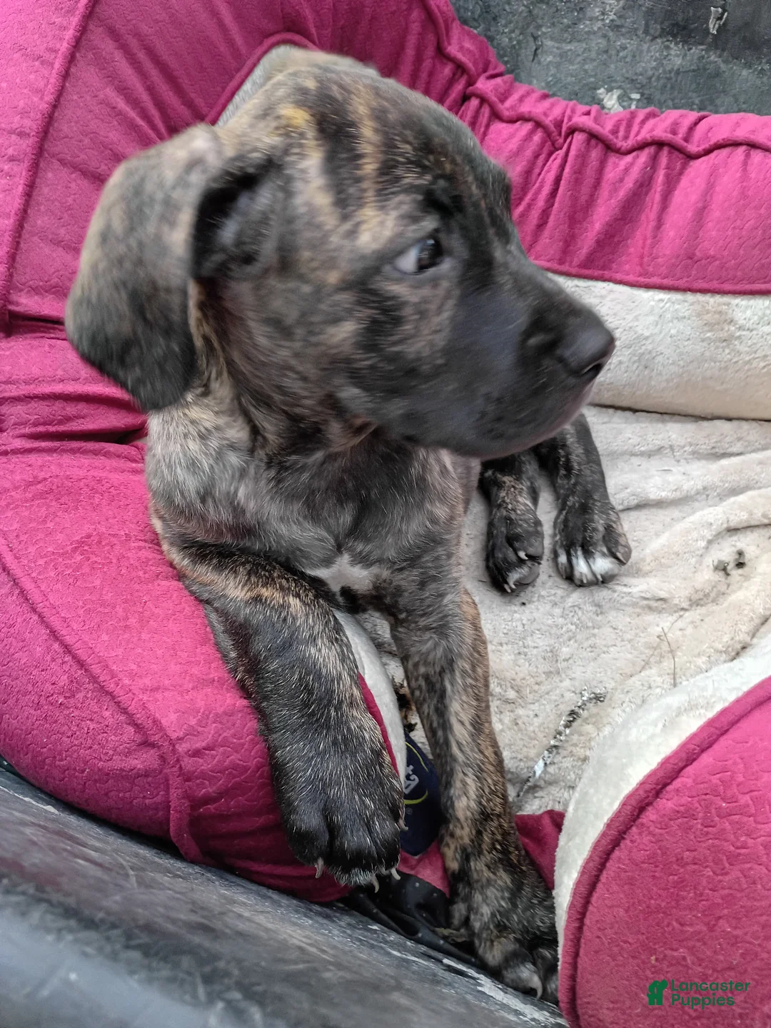 Cane Corso dogs for sale: Cane Corso Puppy 3 - Ad 1