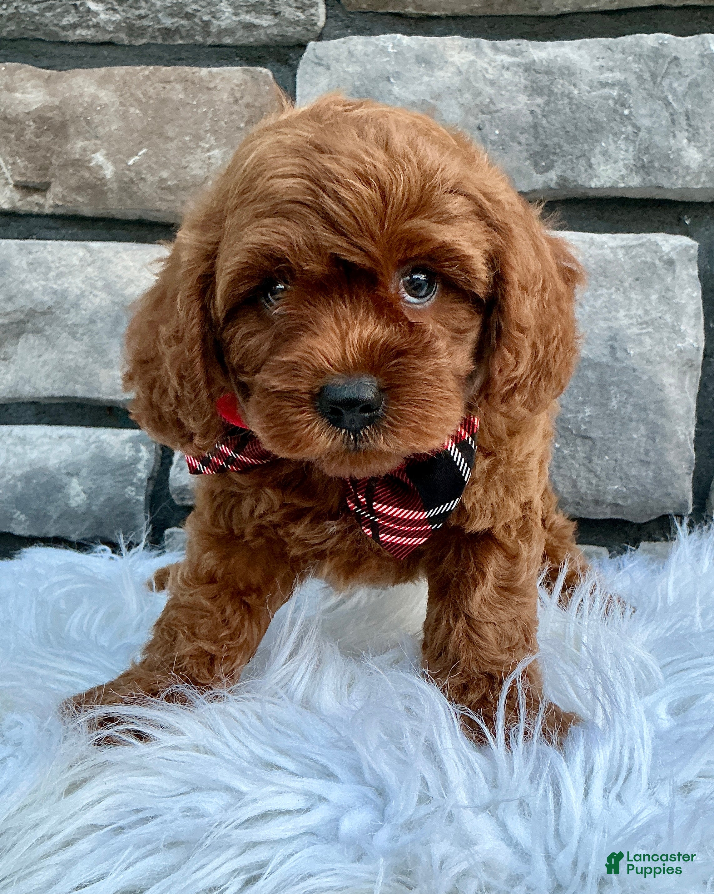 Cavapoo dogs Snickers - Ad 1