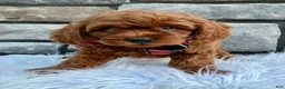 Cavapoo dogs for sale: Snickers - Ad 1