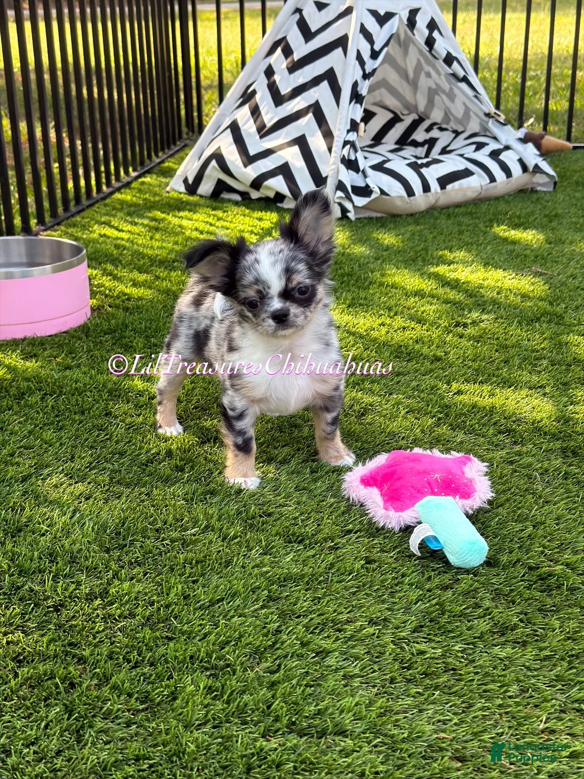 Chihuahua dogs Twilight Sparkle - Ad 1