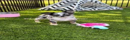 Chihuahua dogs for sale: Twilight Sparkle - Ad 1