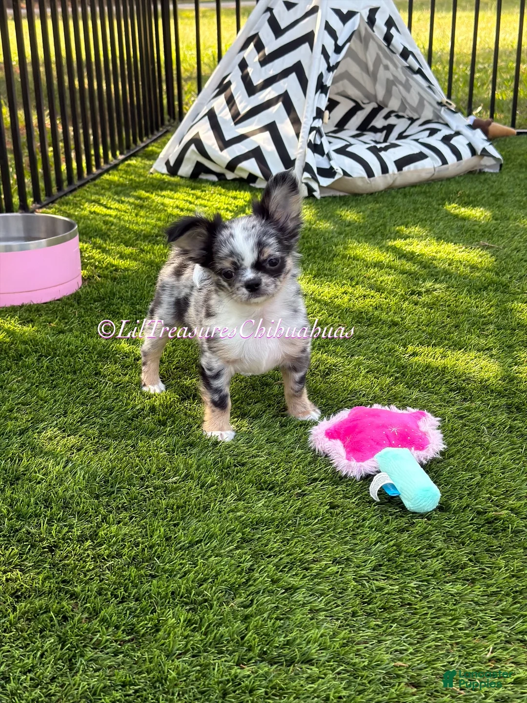 Chihuahua dogs for sale: Twilight Sparkle - Ad 1