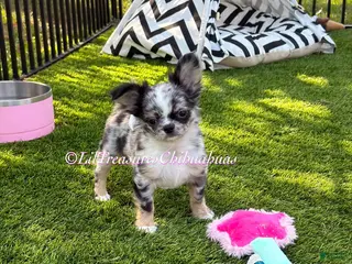 Chihuahua dogs for sale: Twilight Sparkle - Ad 4